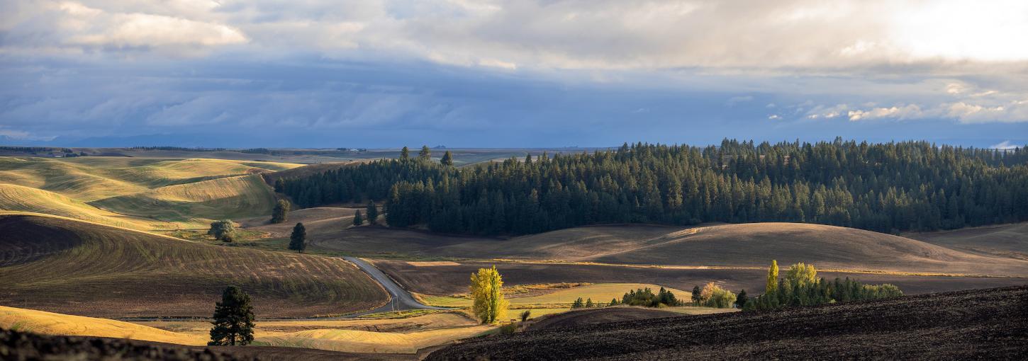 Landscape of the Palouse Hills during fall